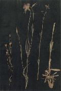 Herbarium Paul Klee